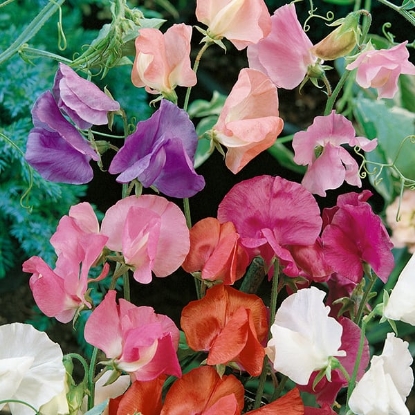 Picture of Sweet Pea Mixes - Special Mixed